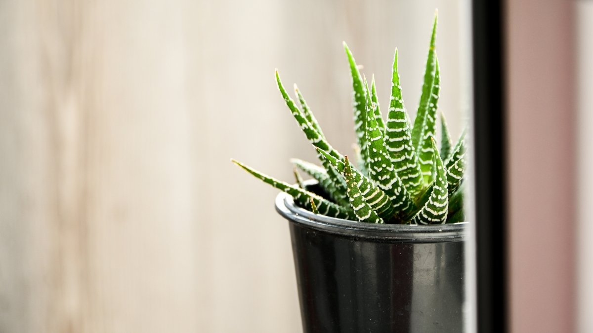 Sukkulente des Monats: Haworthia - KAKTOS