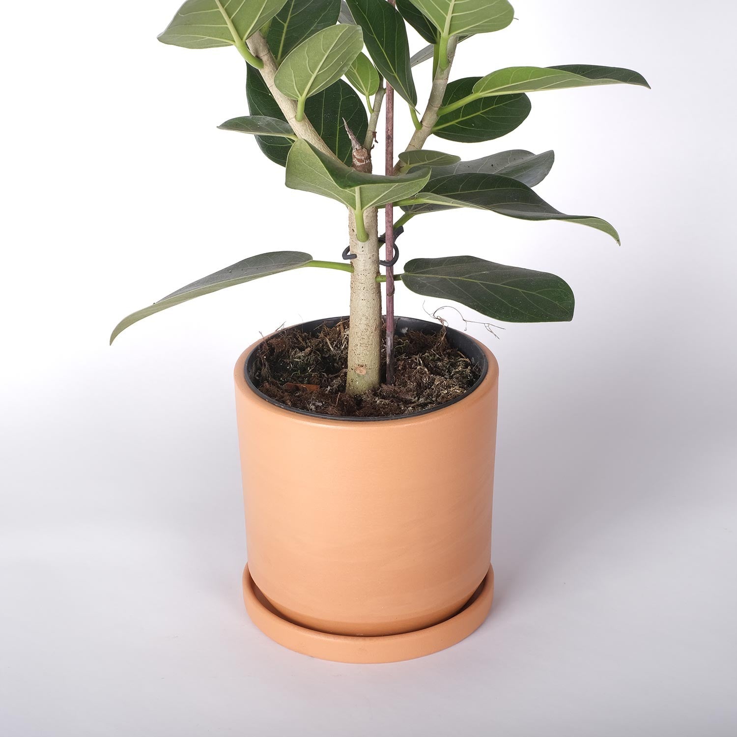DINIS – Blumentopf für Innen- und Außenbereiche, Ton, Terrakotta Natur, Ø 18 cm, handgefertigt mit Untersetzer