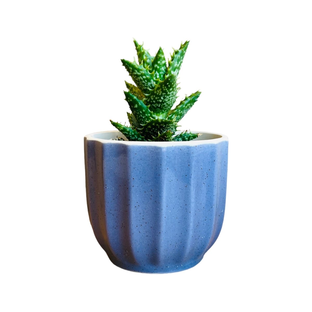 Guglhupf Mini-Blumentopf in verschiedenen Farben -KAKTOS