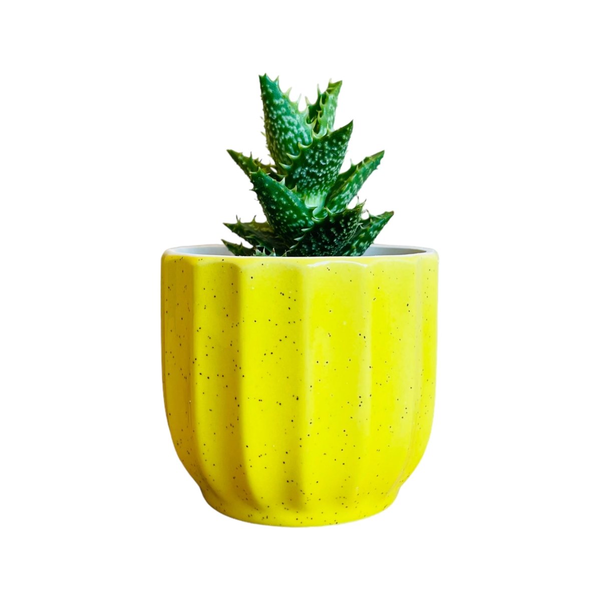 Guglhupf Mini-Blumentopf in verschiedenen Farben -KAKTOS