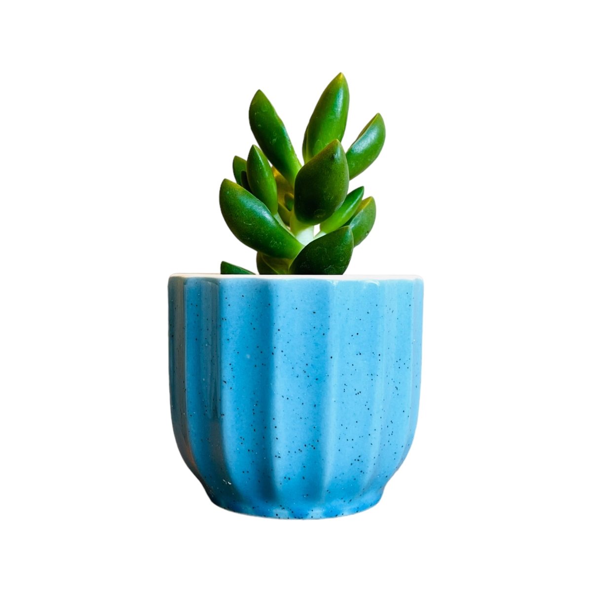 Guglhupf Mini-Blumentopf in verschiedenen Farben -KAKTOS