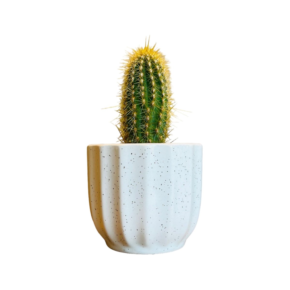 Guglhupf Mini-Blumentopf in verschiedenen Farben -KAKTOS