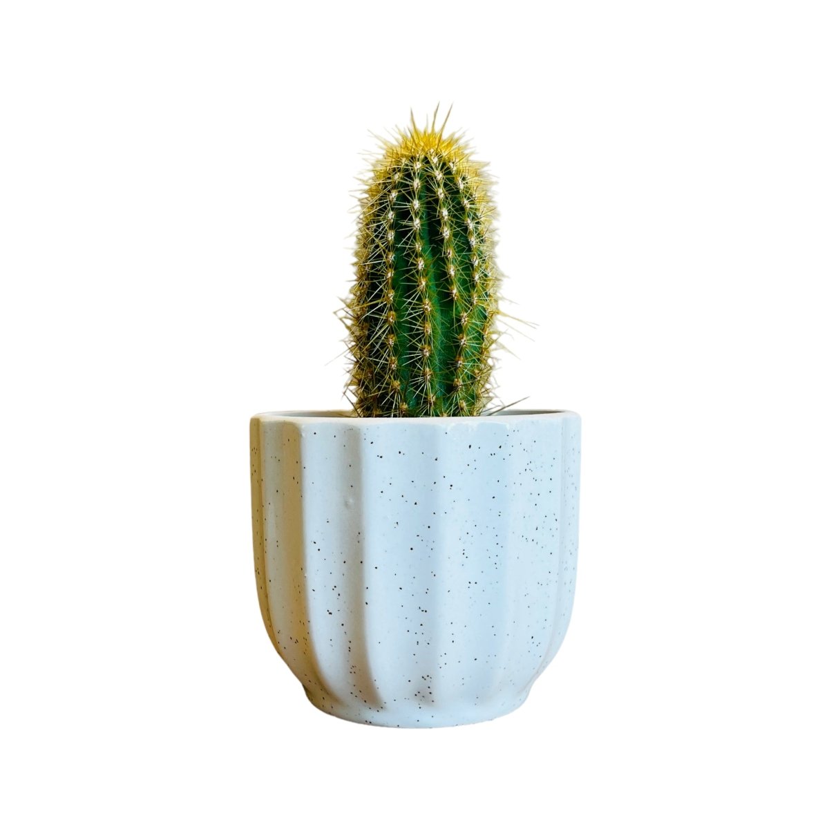 Guglhupf Mini-Blumentopf in verschiedenen Farben -KAKTOS