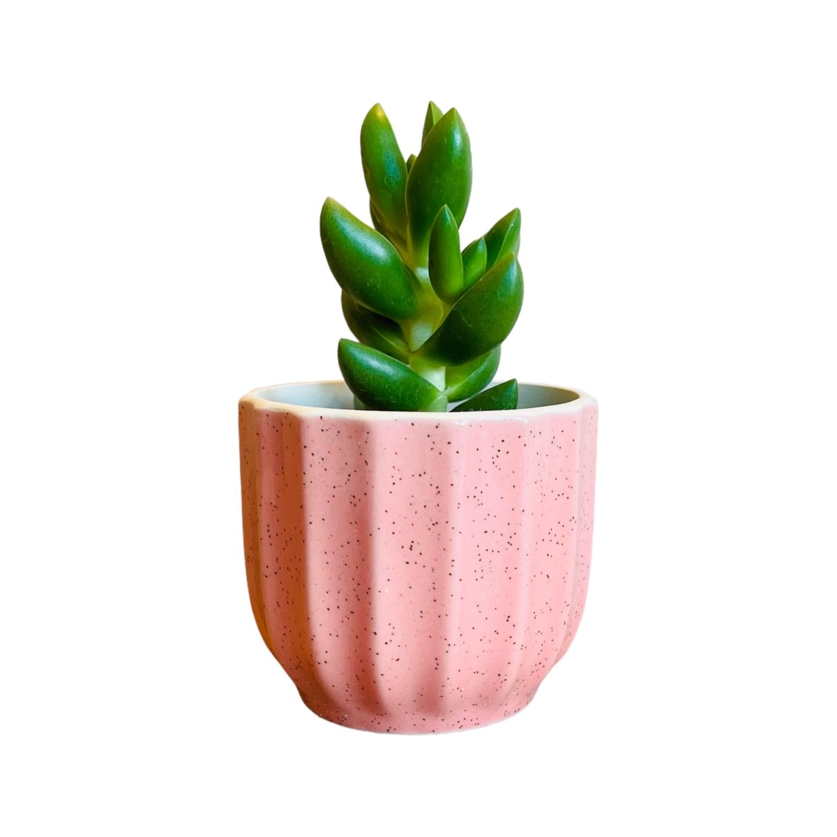 Guglhupf Mini-Blumentopf in verschiedenen Farben -KAKTOS