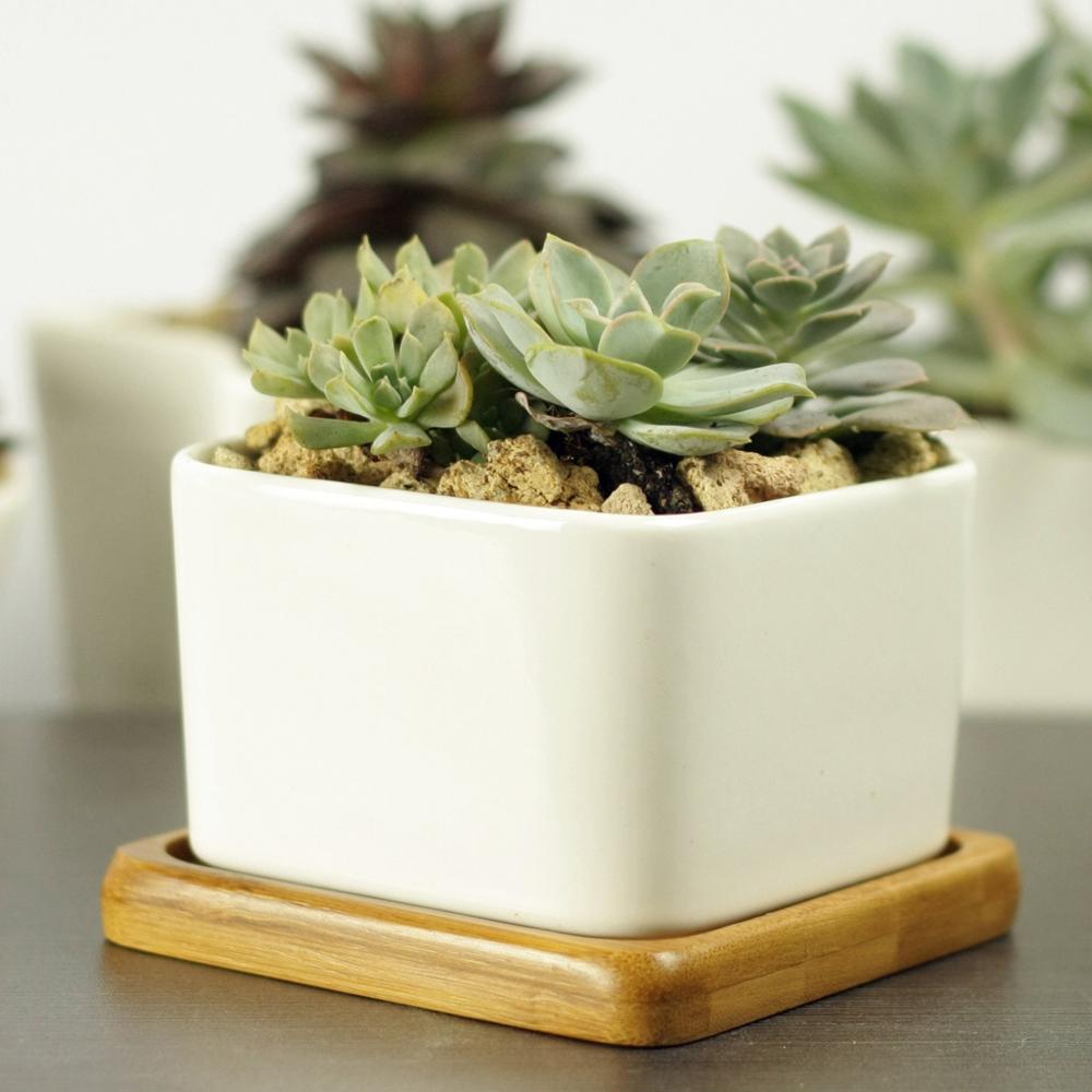 NORDIC Sukkulententopf, quadratisch, Durchmesser ca. 8 cm mit Bambusuntersetzer -KAKTOS Pflanzen & Zubehör