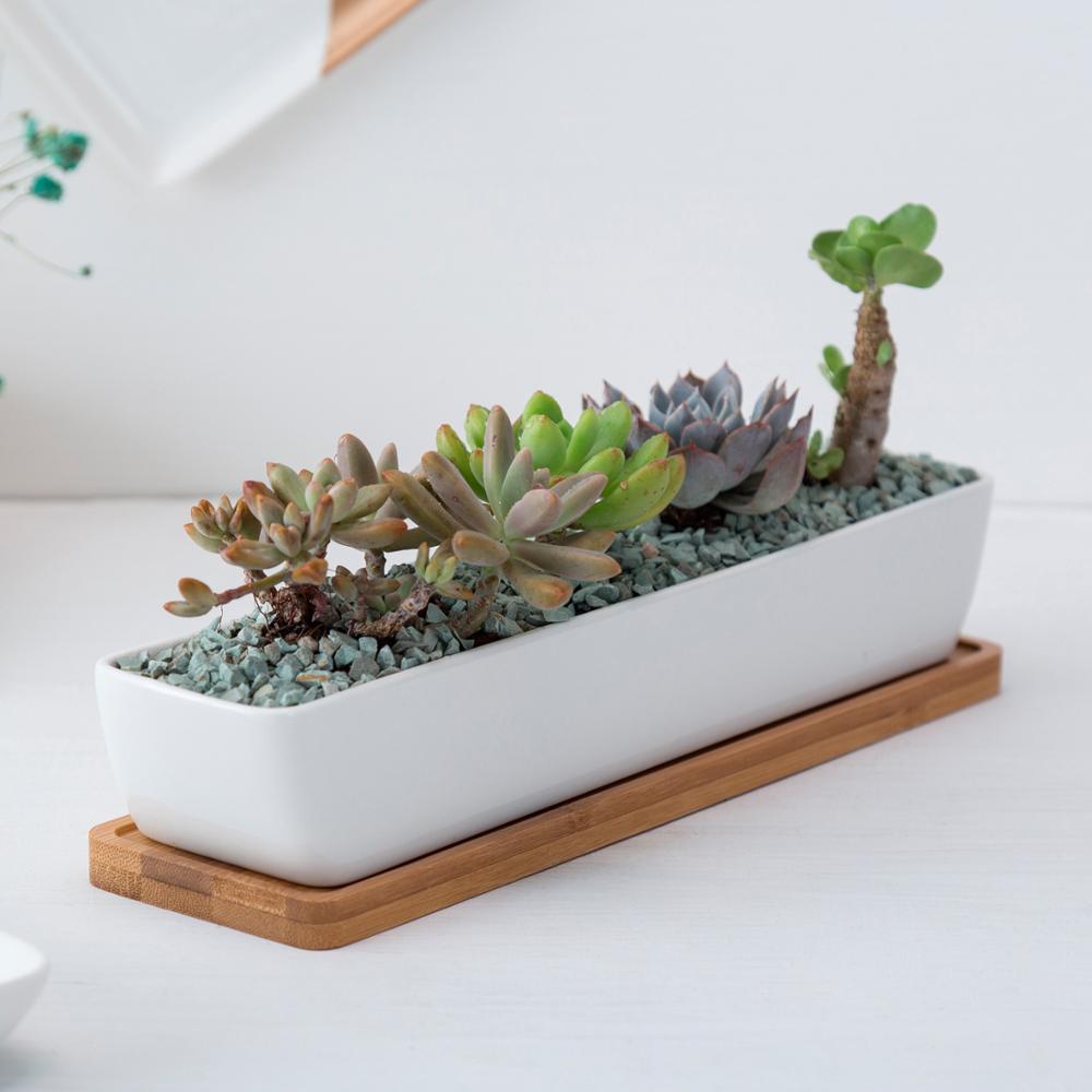 NORDIC Sukkulententopf, rechteckig/lang, ca. 27x6cm, mit Bambusuntersetzer -KAKTOS Pflanzen & Zubehör