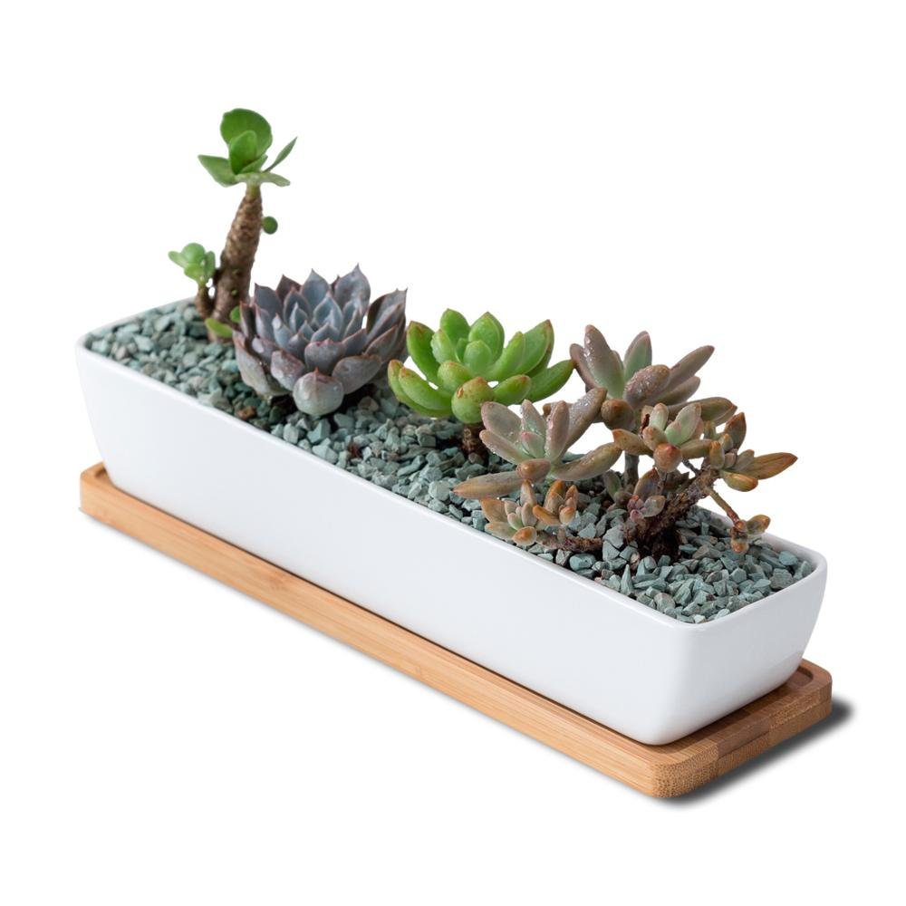 NORDIC Sukkulententopf, rechteckig/lang, ca. 27x6cm, mit Bambusuntersetzer -KAKTOS Pflanzen & Zubehör
