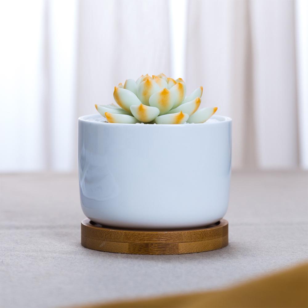 NORDIC Sukkulententopf rund, Durchmesser ca. 6 cm mit Bambusuntersetzer -KAKTOS Pflanzen & Zubehör