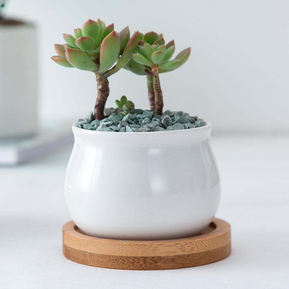 NORDIC Sukkulententopf, rund, Durchmesser ca. 6 cm mit Bambusuntersetzer -KAKTOS Pflanzen & Zubehör