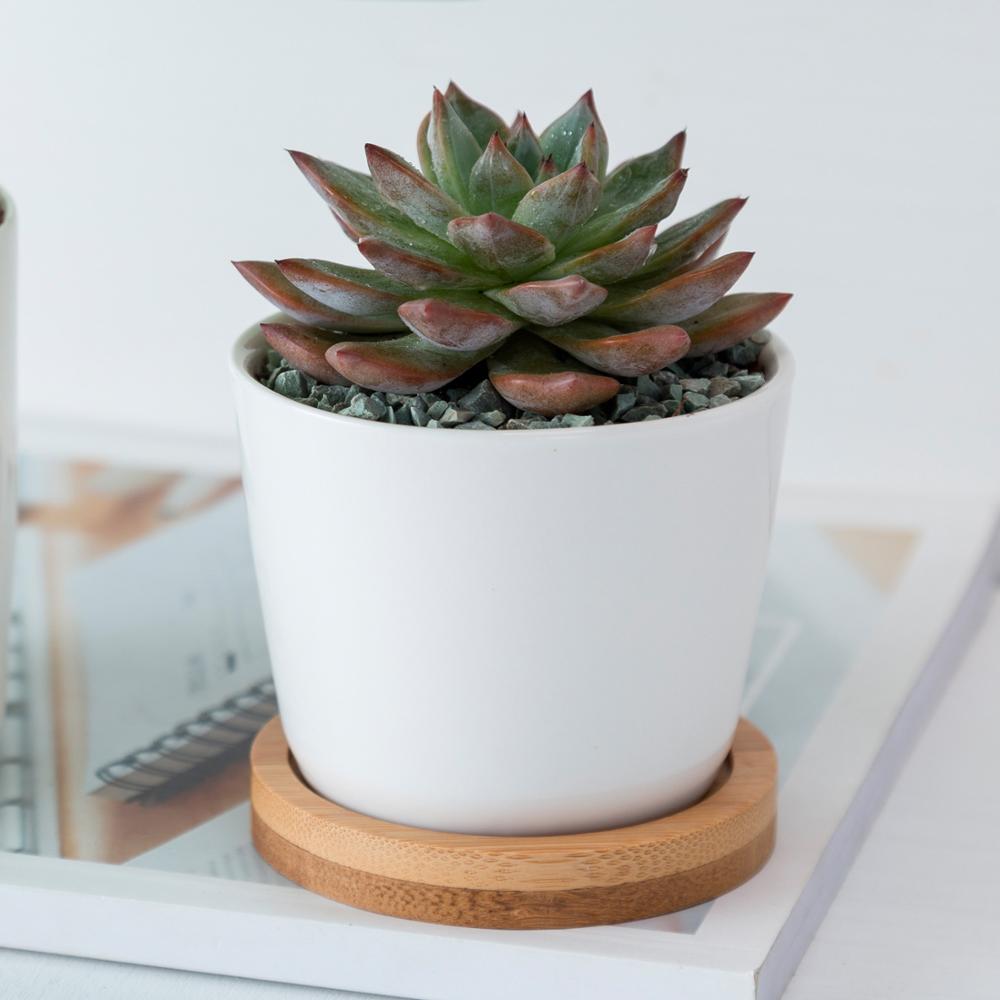 NORDIC Sukkulententopf, rund, Durchmesser ca. 8 cm mit Bambusuntersetzer -KAKTOS Pflanzen & Zubehör