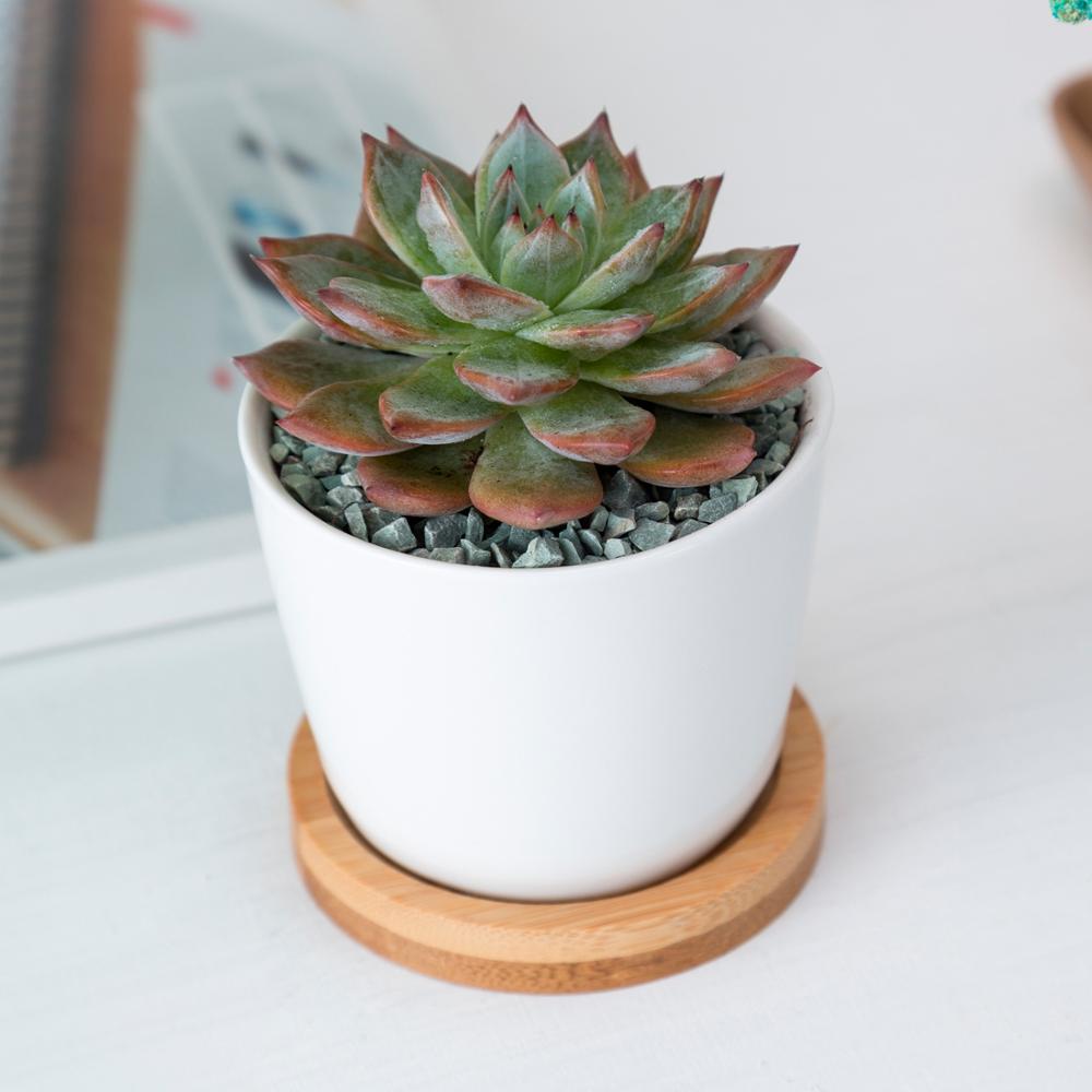 NORDIC Sukkulententopf, rund, Durchmesser ca. 8 cm mit Bambusuntersetzer -KAKTOS Pflanzen & Zubehör