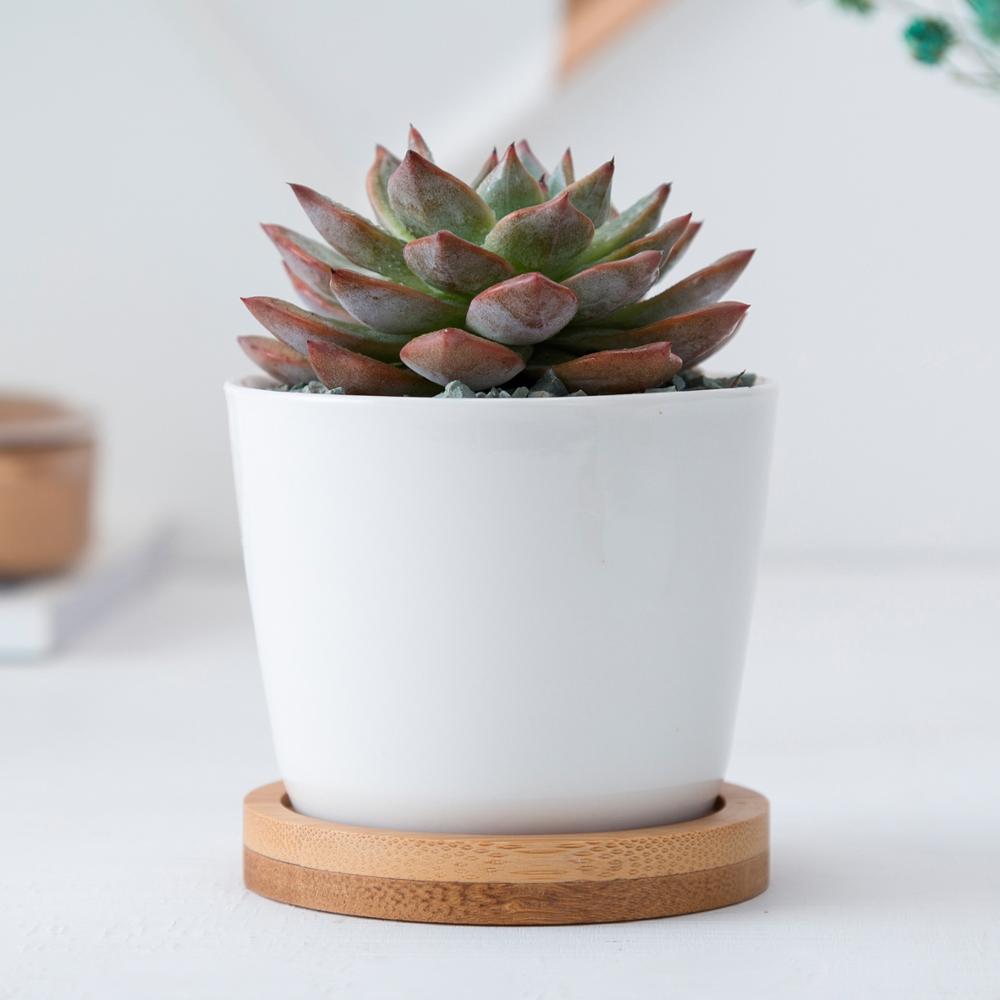 NORDIC Sukkulententopf, rund, Durchmesser ca. 8 cm mit Bambusuntersetzer -KAKTOS Pflanzen & Zubehör