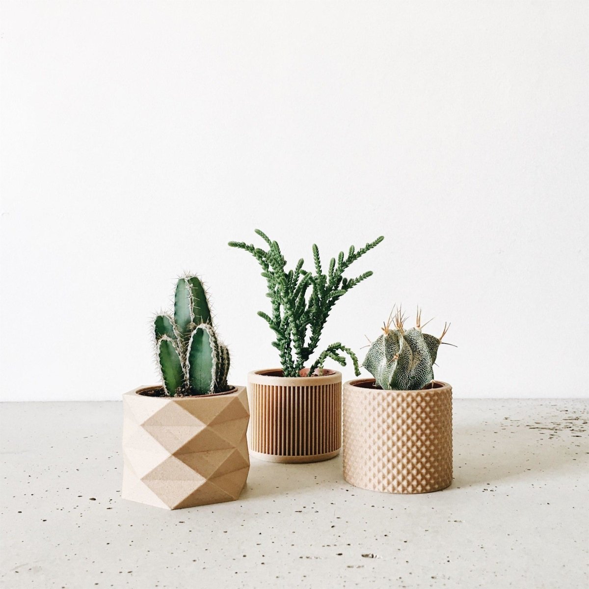 Robin Wood Topf Raute Ø5,5cm -KAKTOS