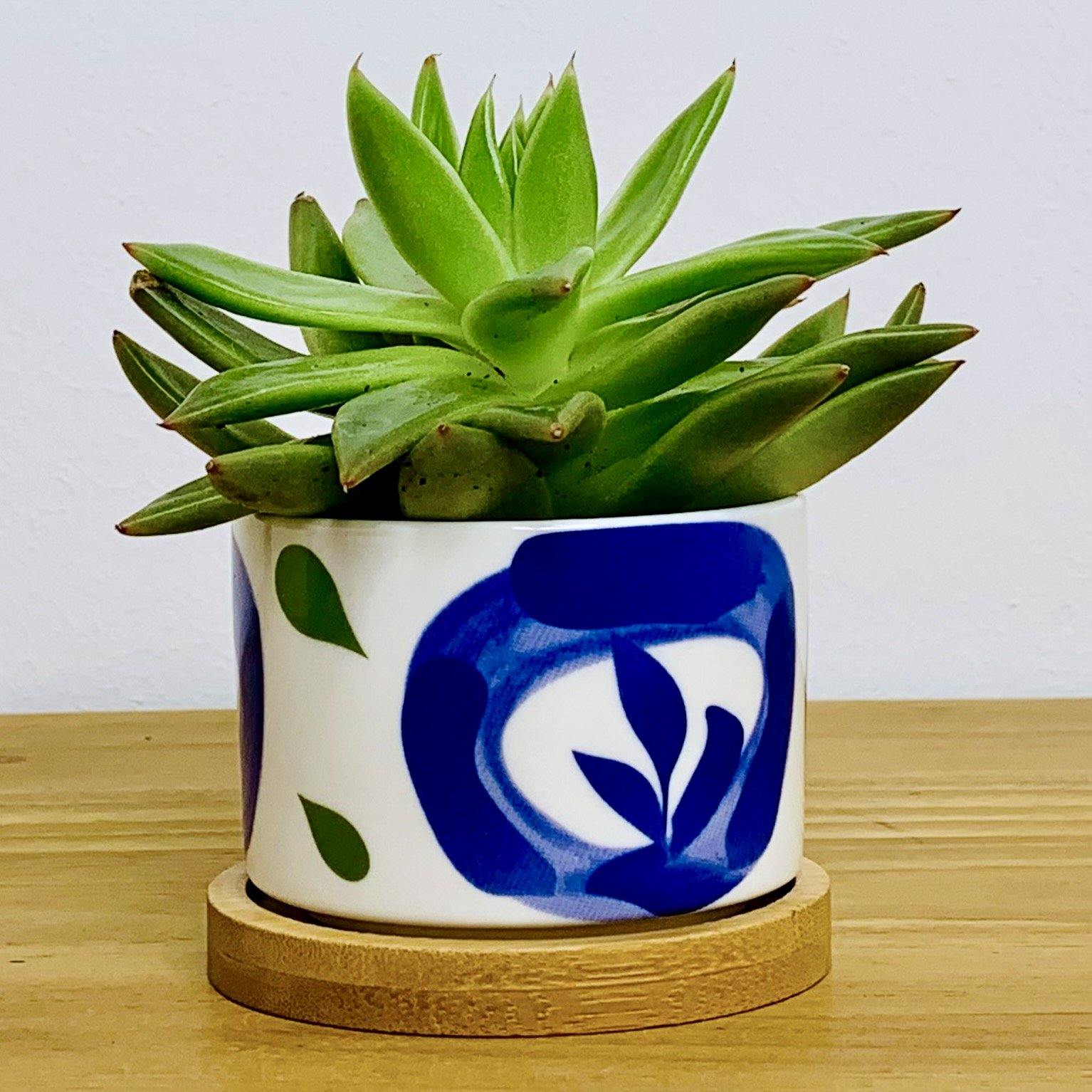 Tokyo - Blumentopf mit Drainageloch, Ø6,5cm mit Bambusuntersetzer -KAKTOS Pflanzen & Zubehör