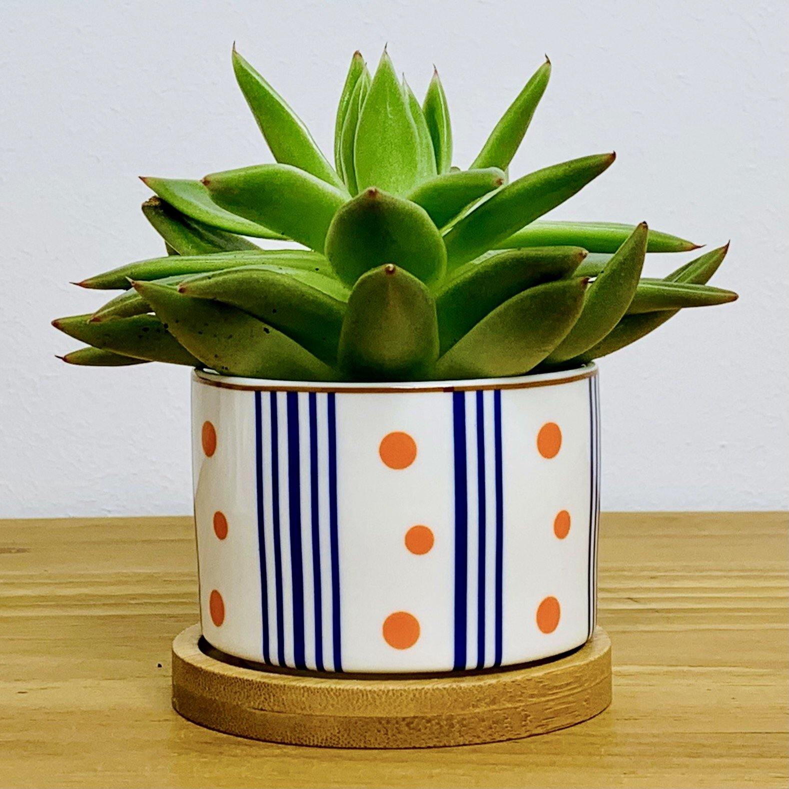 Tokyo - Blumentopf mit Drainageloch, Ø6,5cm mit Bambusuntersetzer -KAKTOS Pflanzen & Zubehör