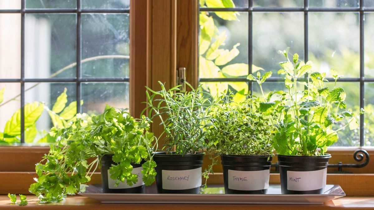 Sommerkräuter auf der Fensterbank - KAKTOS