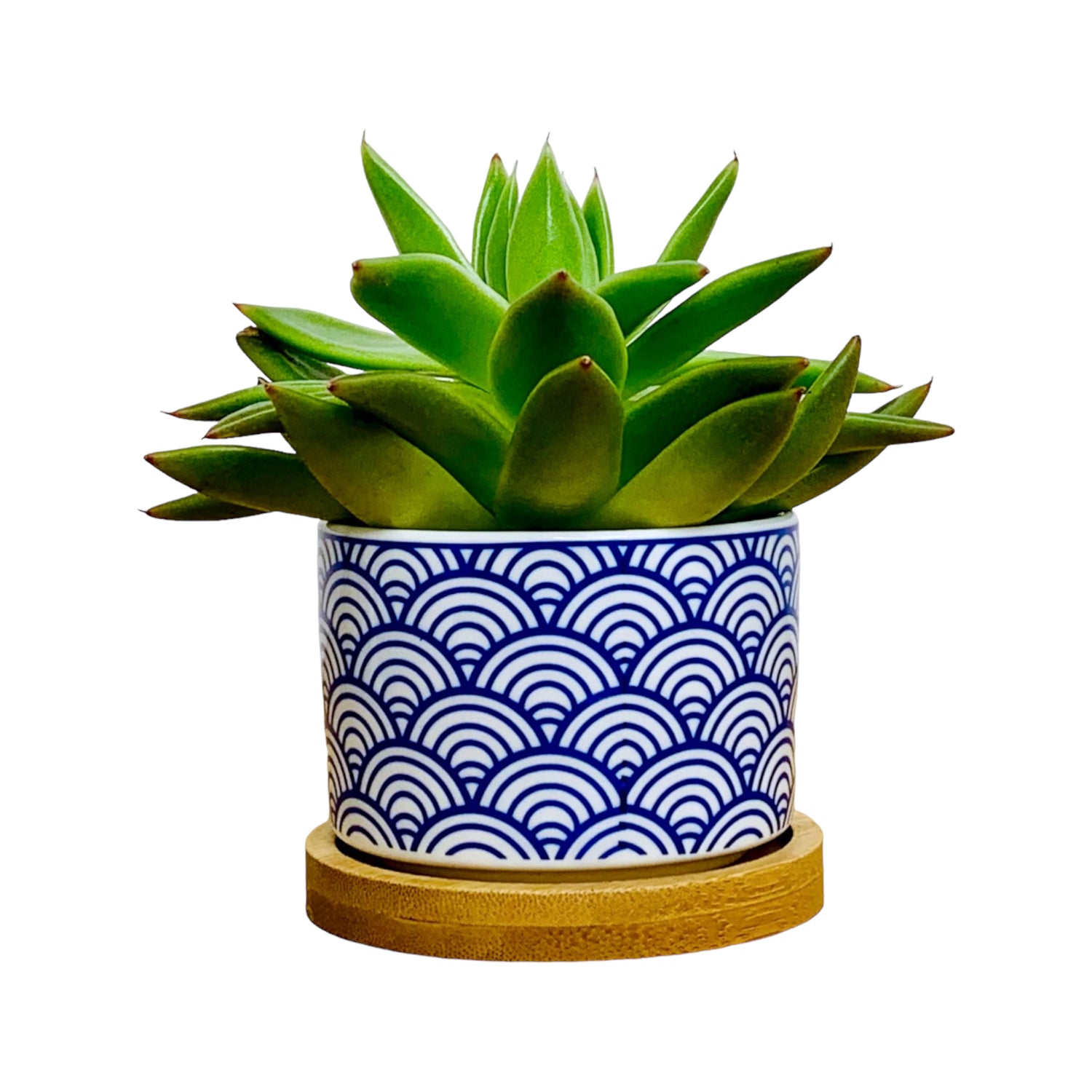 TOKYO – Mini-Blumentopf für Innenbereiche, Keramik, Weiß im japanischen Stil, Ø 6,5 cm, mit Bambusuntersetzer &amp; Drainageloch