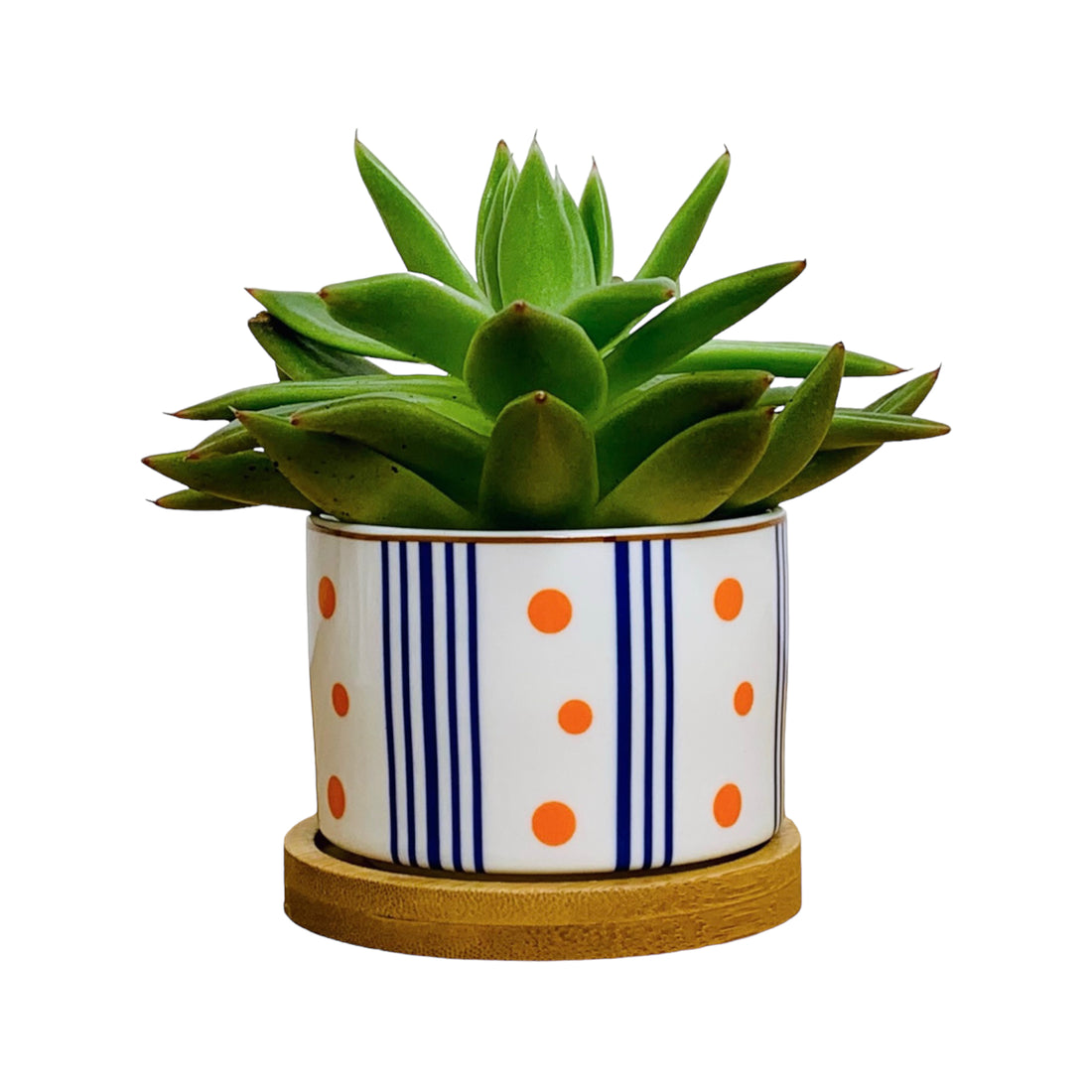 TOKYO – Mini-Blumentopf für Innenbereiche, Keramik, Weiß im japanischen Stil, Ø 6,5 cm, mit Bambusuntersetzer &amp; Drainageloch