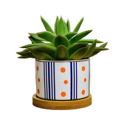 TOKYO – Mini-Blumentopf für Innenbereiche, Keramik, Weiß im japanischen Stil, Ø 6,5 cm, mit Bambusuntersetzer &amp; Drainageloch