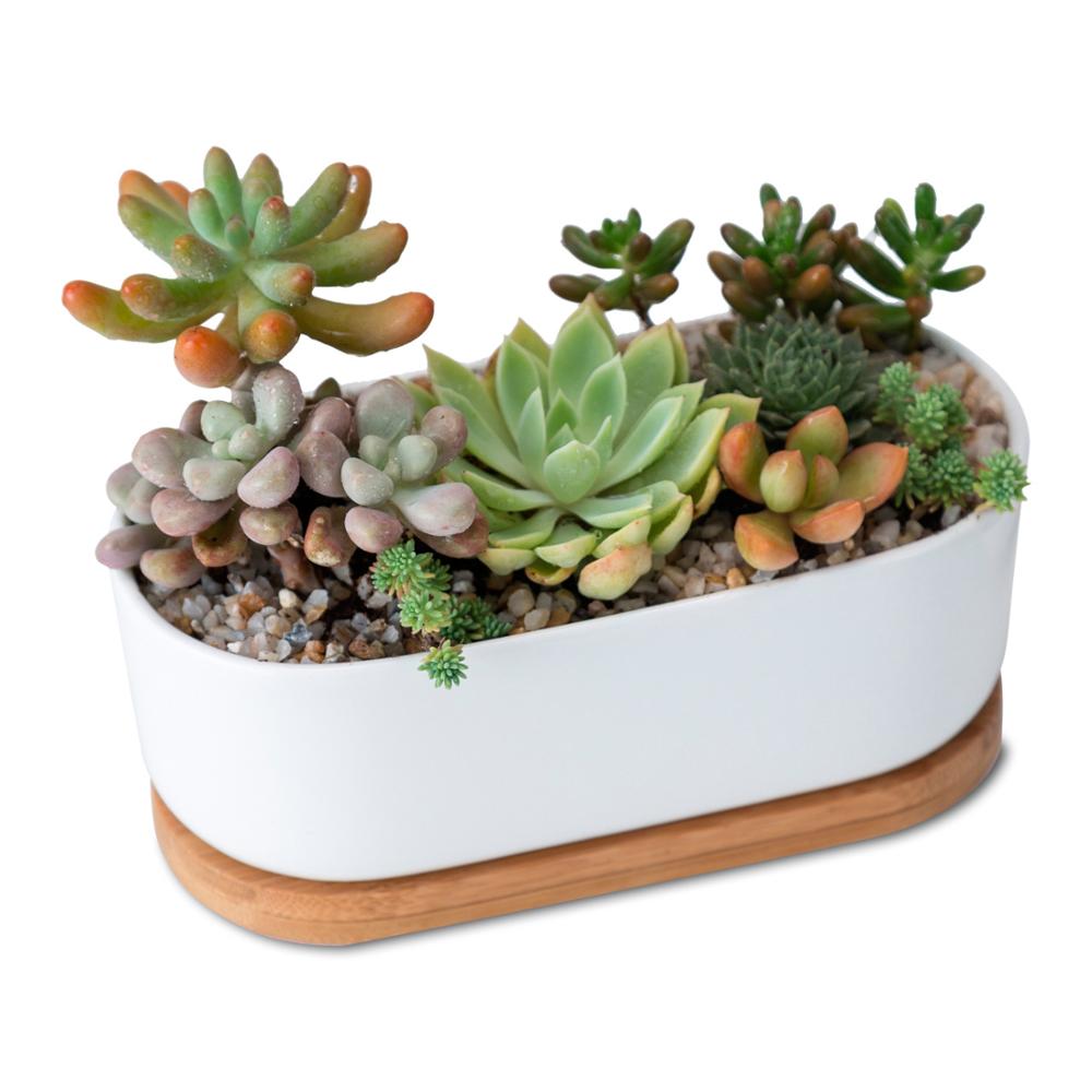 Sukkulententopf oval, weiß, Ø 16cm, mit Bambusuntersetzer und Drainageloch -KAKTOS