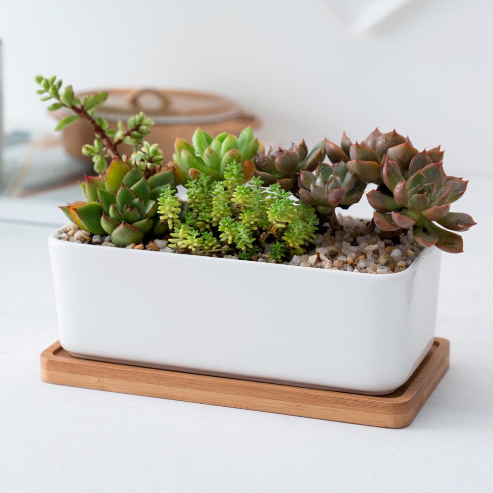 NORDIC Sukkulententopf, rechteckig, ca 16x8 cm mit Bambusuntersetzer -KAKTOS Pflanzen &amp; Zubehör