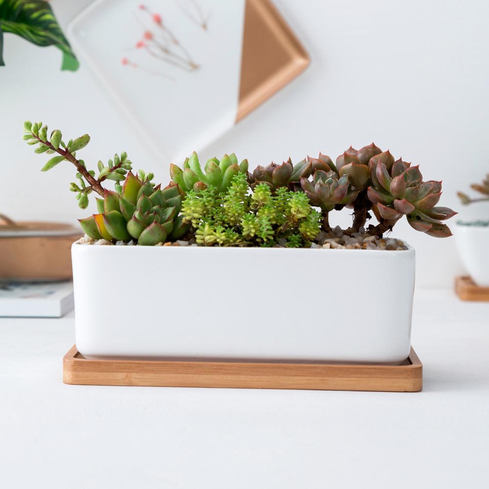 NORDIC Sukkulententopf, rechteckig, ca 16x8 cm mit Bambusuntersetzer -KAKTOS Pflanzen &amp; Zubehör