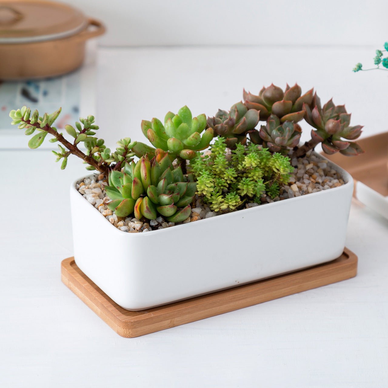 NORDIC Sukkulententopf, rechteckig, ca 16x8 cm mit Bambusuntersetzer -KAKTOS Pflanzen &amp; Zubehör
