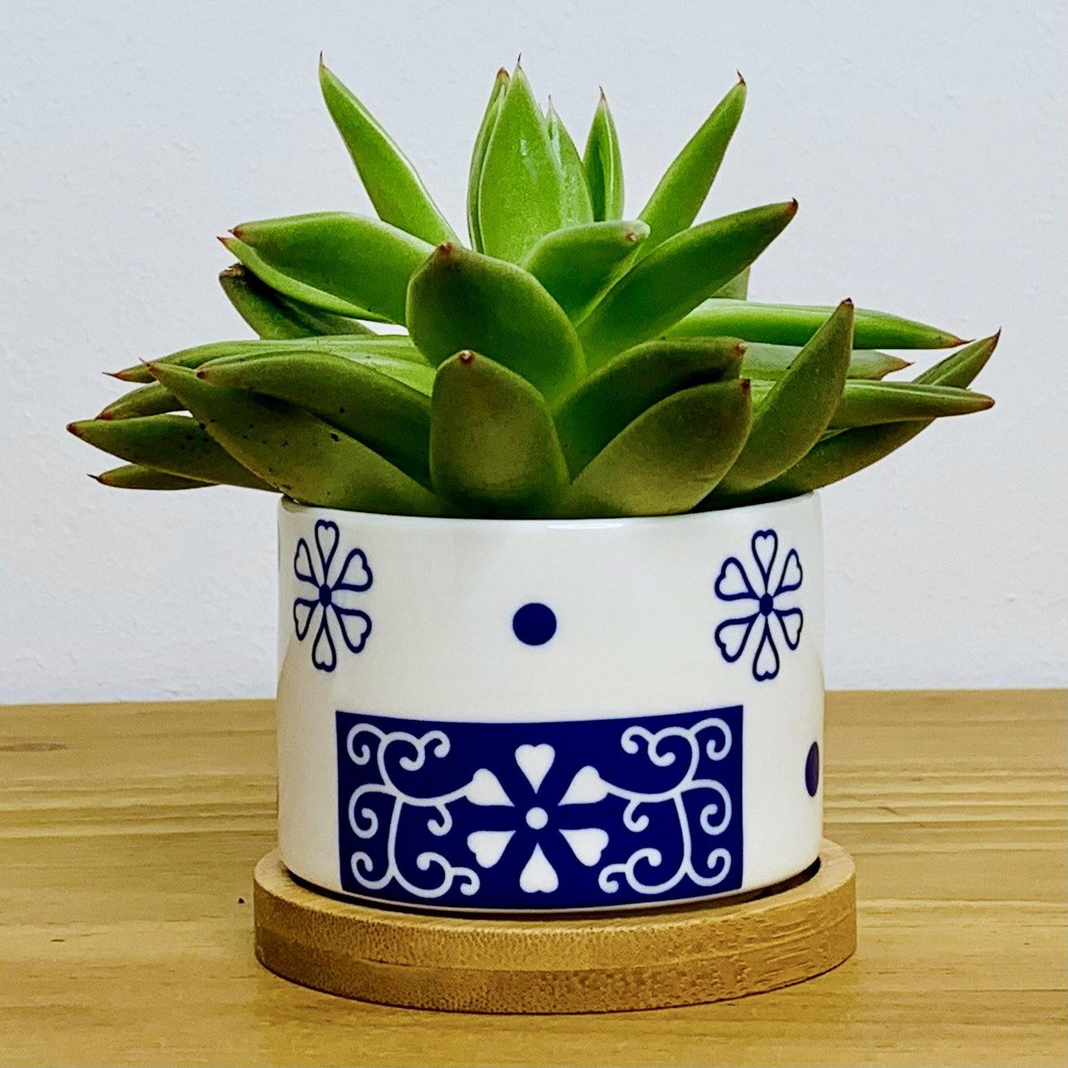 Tokyo - Blumentopf mit Drainageloch, Ø6,5cm mit Bambusuntersetzer -KAKTOS Pflanzen &amp; Zubehör