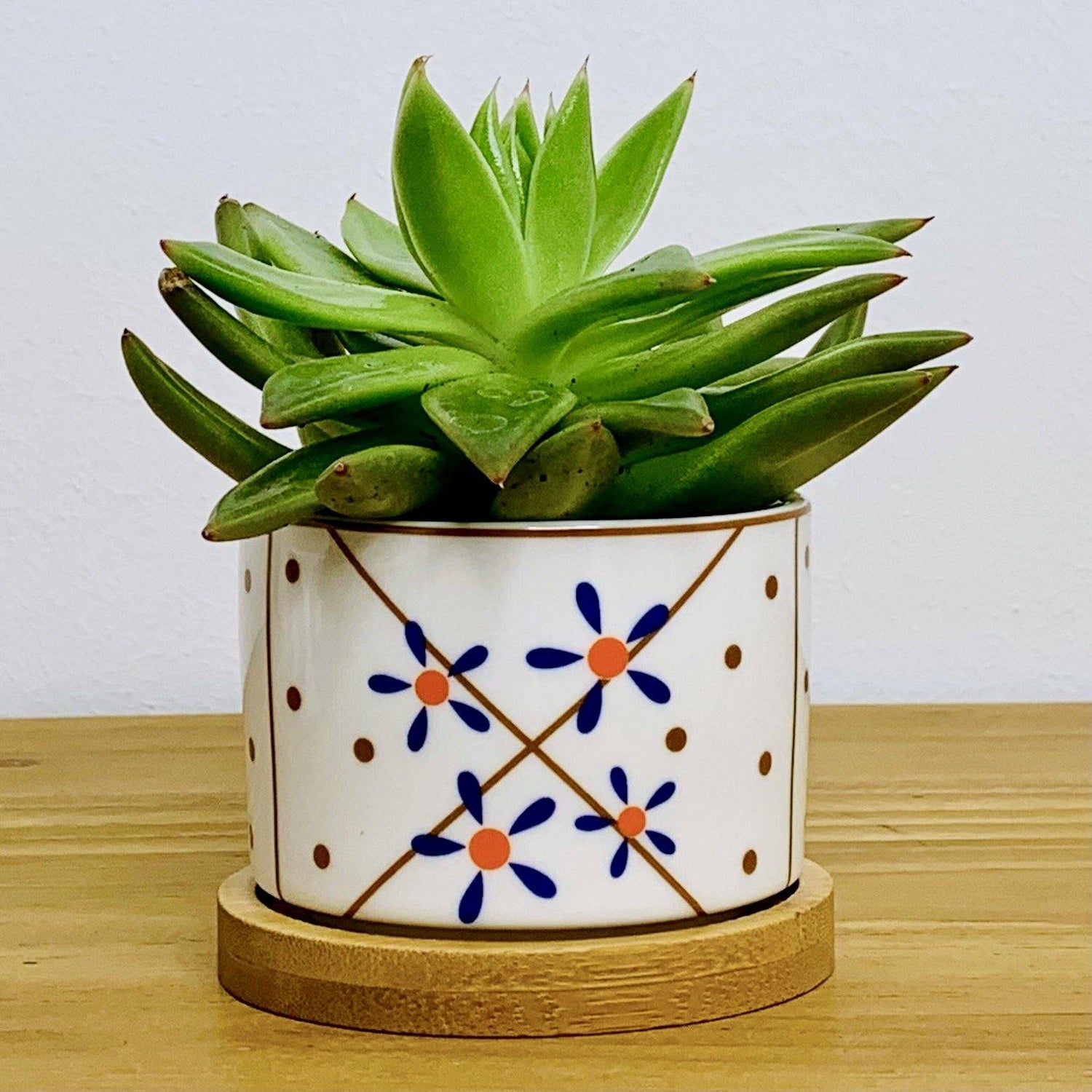 Tokyo - Blumentopf mit Drainageloch, Ø6,5cm mit Bambusuntersetzer -KAKTOS Pflanzen &amp; Zubehör