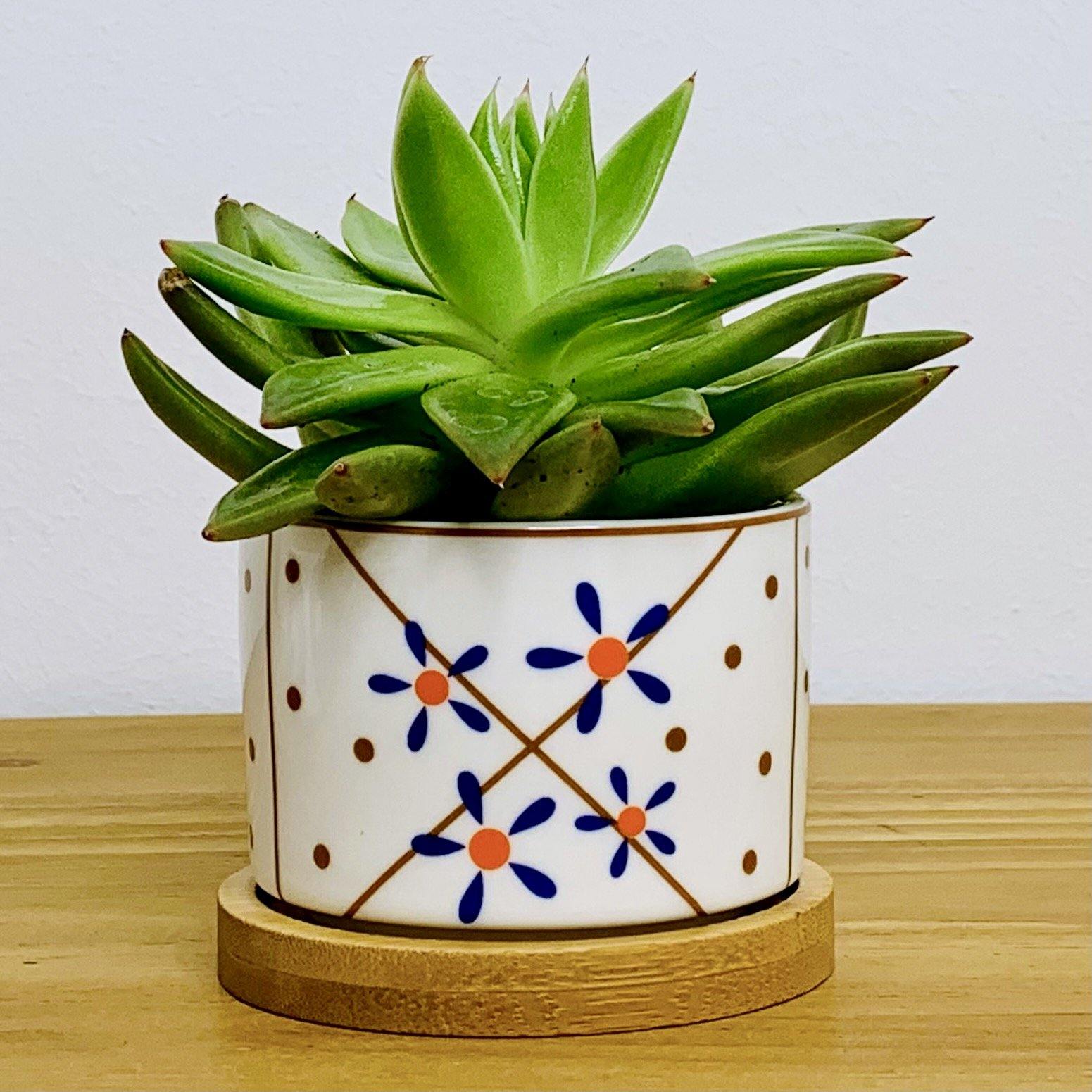 Tokyo - Blumentopf mit Drainageloch, Ø6,5cm mit Bambusuntersetzer -KAKTOS Pflanzen &amp; Zubehör